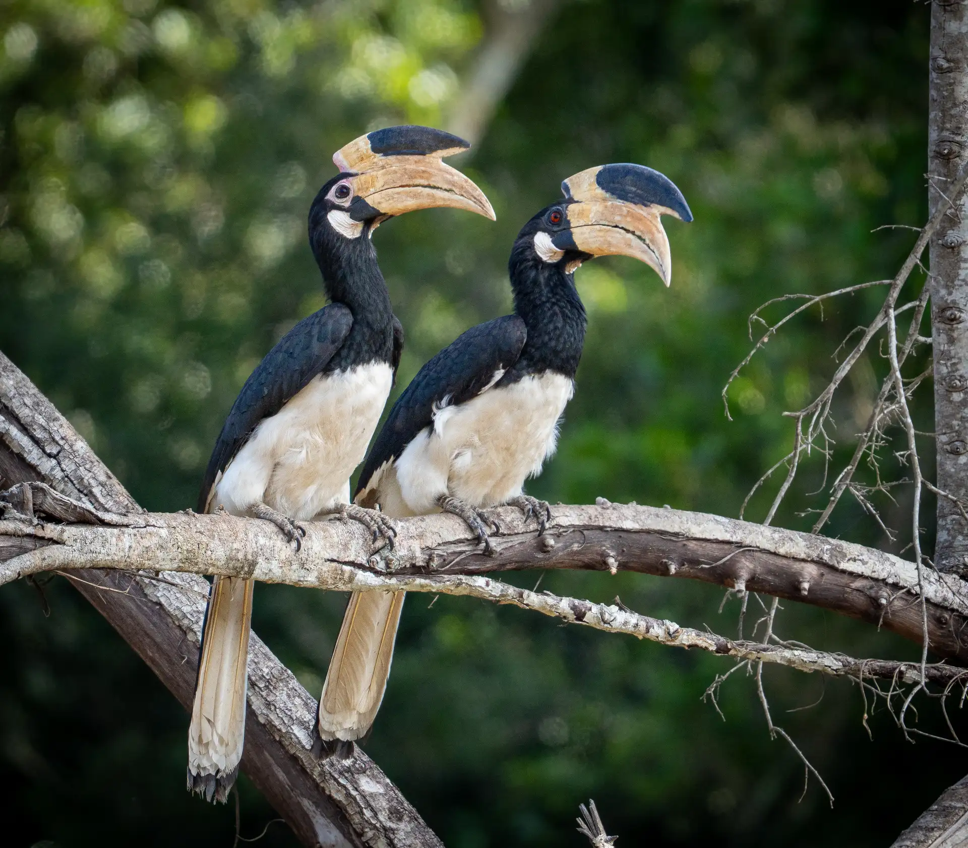 Pair of Malabar pied hornbills perched together on a branch, Sri Lanka